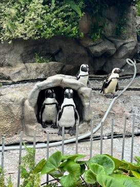 サンシャイン水族館に投稿された画像（2023/7/9）