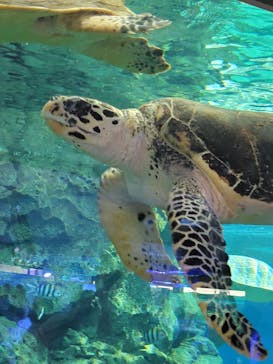 名古屋港水族館に投稿された画像（2023/7/9）