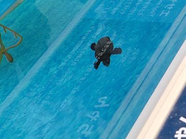 名古屋港水族館に投稿された画像（2023/7/9）