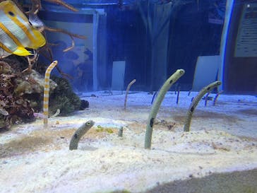 名古屋港水族館に投稿された画像（2023/7/9）