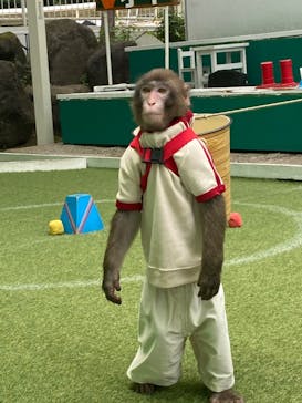 おさるランド＆アニタウン　日光さる軍団劇場に投稿された画像（2023/7/9）