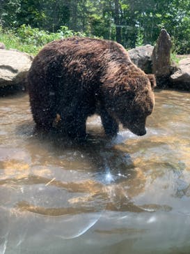 サホロリゾート　ベア･マウンテンに投稿された画像（2023/7/9）