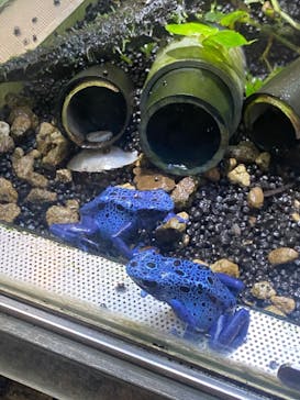 カワスイ 川崎⽔族館に投稿された画像（2023/7/9）