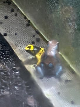 カワスイ 川崎⽔族館に投稿された画像（2023/7/9）