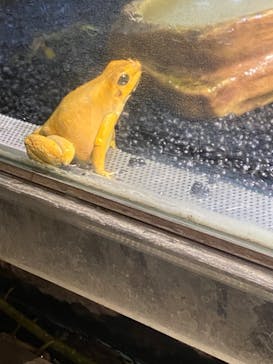 カワスイ 川崎⽔族館に投稿された画像（2023/7/9）