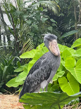 神戸どうぶつ王国に投稿された画像（2023/7/9）