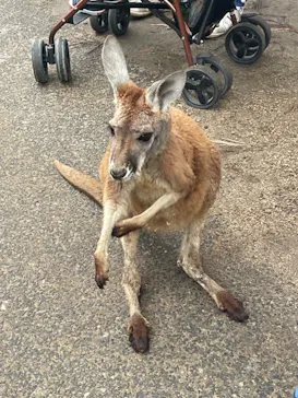 神戸どうぶつ王国に投稿された画像（2023/7/9）