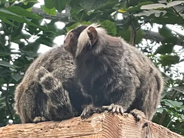 神戸どうぶつ王国に投稿された画像（2023/7/9）
