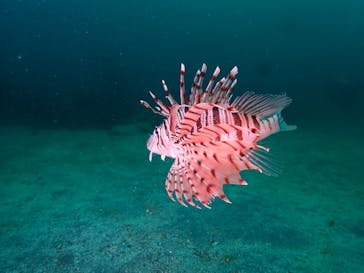 伊豆高原ダイビングスクール 渋谷店に投稿された画像（2023/7/9）
