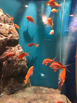 しながわ水族館に投稿された画像（2023/7/9）