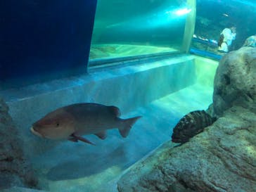 しながわ水族館に投稿された画像（2023/7/9）