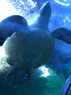しながわ水族館に投稿された画像（2023/7/9）