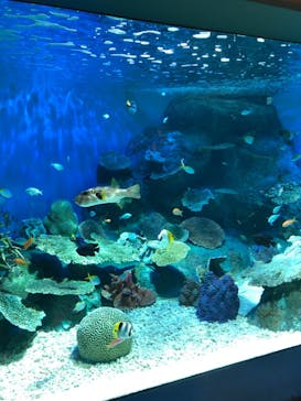 しながわ水族館に投稿された画像（2023/7/9）