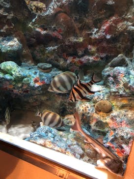 しながわ水族館に投稿された画像（2023/7/9）