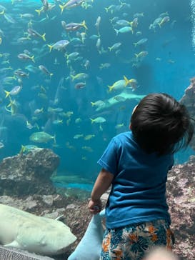 鴨川シーワールドに投稿された画像（2023/7/9）