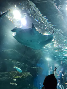 マクセル アクアパーク品川に投稿された画像（2023/7/9）