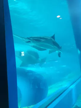 マクセル アクアパーク品川に投稿された画像（2023/7/9）