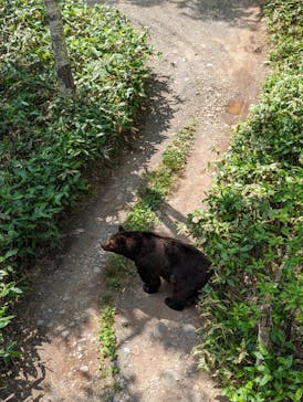 サホロリゾート　ベア･マウンテンに投稿された画像（2023/7/9）