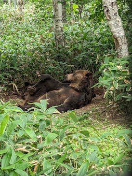 サホロリゾート　ベア･マウンテンに投稿された画像（2023/7/9）
