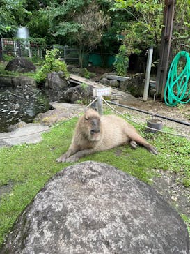 那須ワールドモンキーパークに投稿された画像（2023/7/9）