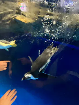 マクセル アクアパーク品川に投稿された画像（2023/7/9）