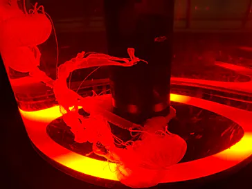 マクセル アクアパーク品川に投稿された画像（2023/7/9）