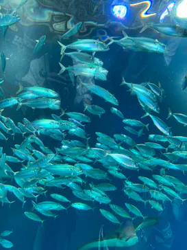 マクセル アクアパーク品川に投稿された画像（2023/7/9）