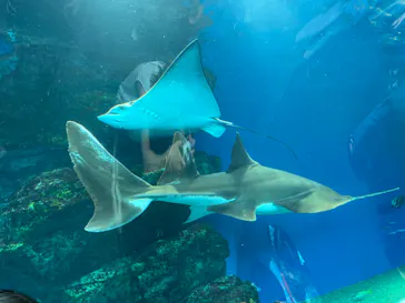 マクセル アクアパーク品川に投稿された画像（2023/7/9）