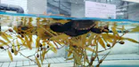 名古屋港水族館に投稿された画像（2023/7/9）
