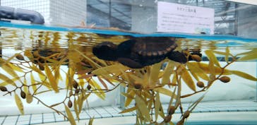 名古屋港水族館に投稿された画像（2023/7/9）