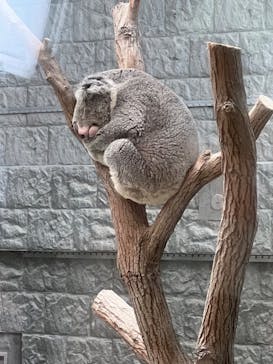 淡路ファームパーク イングランドの丘に投稿された画像（2023/7/9）