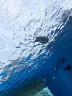 サンシャイン水族館に投稿された画像（2023/7/9）