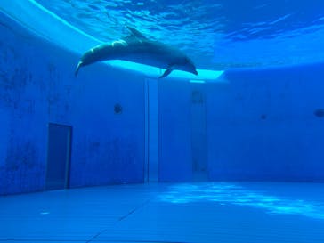 大分マリーンパレス水族館 「うみたまご」に投稿された画像（2023/7/9）