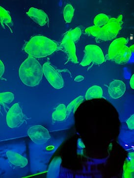 名古屋港水族館に投稿された画像（2023/7/9）