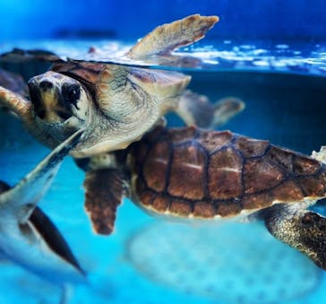 串本海中公園水族館に投稿された画像（2023/7/9）