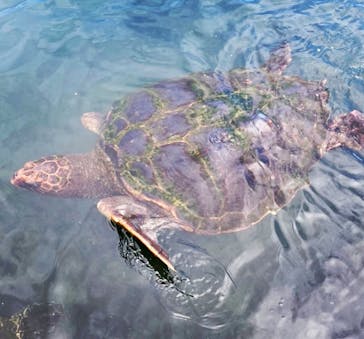 串本海中公園水族館に投稿された画像（2023/7/9）