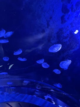 サンシャイン水族館に投稿された画像（2023/7/9）