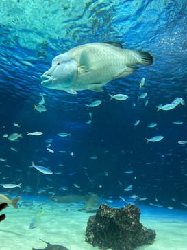 サンシャイン水族館に投稿された画像（2023/7/9）