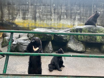 奥飛騨クマ牧場に投稿された画像（2023/7/9）