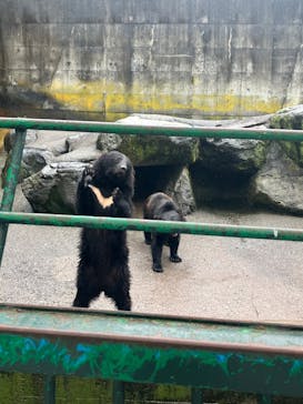 奥飛騨クマ牧場に投稿された画像（2023/7/9）