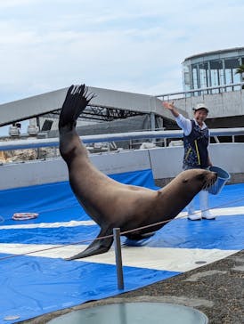大分マリーンパレス水族館 「うみたまご」に投稿された画像（2023/7/9）