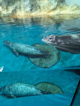 大分マリーンパレス水族館 「うみたまご」に投稿された画像（2023/7/9）