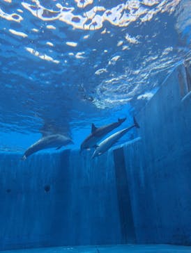 大分マリーンパレス水族館 「うみたまご」に投稿された画像（2023/7/9）