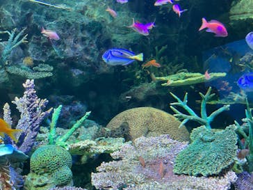 サンシャイン水族館に投稿された画像（2023/7/9）