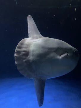 サンシャイン水族館に投稿された画像（2023/7/9）
