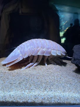 サンシャイン水族館に投稿された画像（2023/7/9）