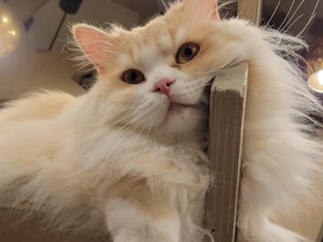 猫カフェモカ　渋谷公園通り店に投稿された画像（2023/7/9）