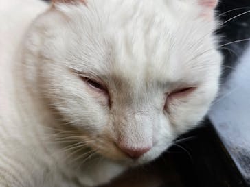 猫カフェモカ　秋葉原店に投稿された画像（2023/7/9）