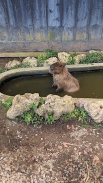 美らヤシパークオキナワ・東南植物楽園に投稿された画像（2023/7/9）