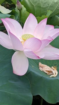 美らヤシパークオキナワ・東南植物楽園に投稿された画像（2023/7/9）